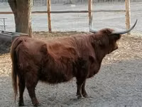 İnək, Highland — foto 3