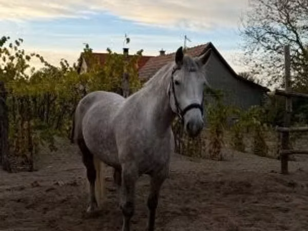 母马, Horses