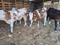 Býk, Simmental cattle — foto 4