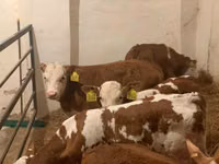 Buqa, Simmental cattle — 5-rasm