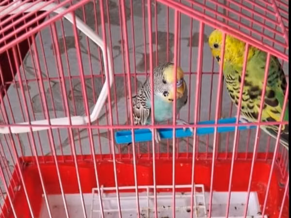 Dekorativ quş qəfəsi ilə birlikdə 2 ədəd bülbülquşu (muhabbet quşu)