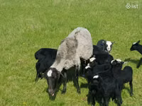 Brebis, Romanov sheep — photo 8