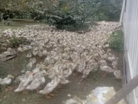 Ducks — zdjęcie 1