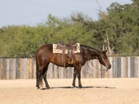 母马, Quarter Horse — 照片 6