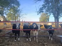 İnek, Russian Black pied cattle — foto 3