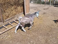 Ziegenbock, Ziegen — Foto 8
