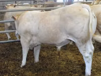 Byk, Blonde d’Aquitane cattle — zdjęcie 2
