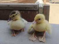 Ducks — zdjęcie 1