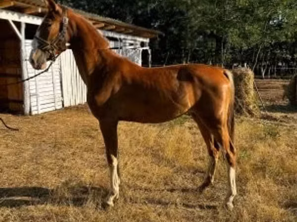 Toychoq, Dutch warmblood horse