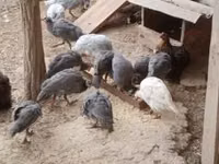 Guinea fowl — الصورة 7