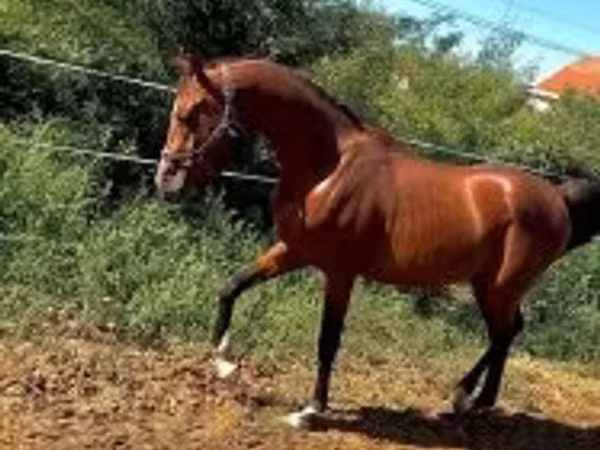 Aygır, Arabian horse