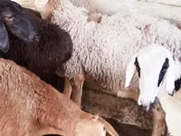 Brebis, Moutons — photo 4