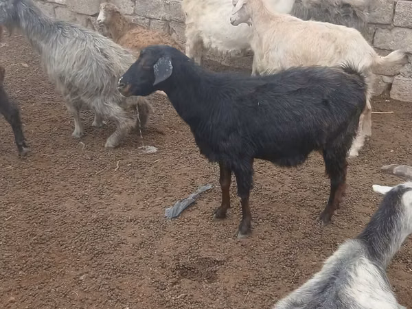 თხა, თხები