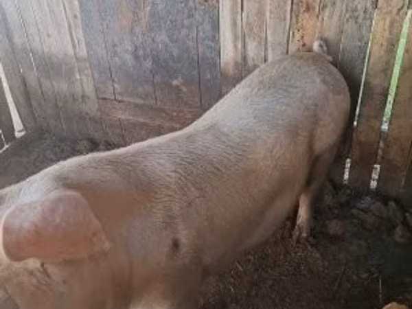 Locha, Świnie