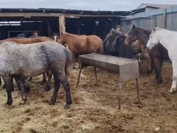母马, Kazakh horse