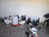 Chickens — الصورة 1
