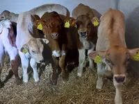 Bovins (lot, sexe non indiqué), Simmental cattle — photo 4