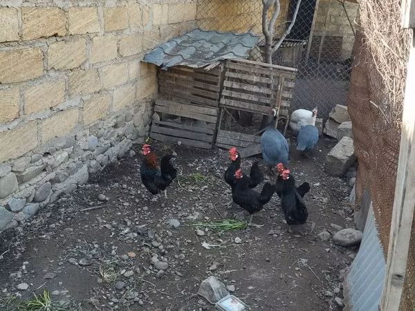 Chickens