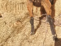 Bode, Alpine goat — foto 8