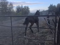 Aygʻir, Thoroughbred horse — 4-rasm