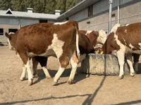 Skot (série, pohlaví neuvedeno), Simmental cattle — foto 6