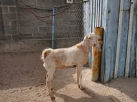 雌ヤギ, Kamori goats — 写真 1