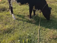 Vaca, Raza Holstein — foto 5