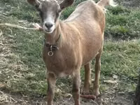 Koza, Saanen goat — foto 1