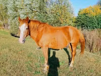 Kůň, Koně — foto 5