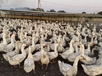 Geese — الصورة 8