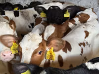 牛（ロット、性別未指定）, Simmental cattle — 写真 7