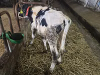 காளை, Russian Black pied cattle — புகைப்படம் 2