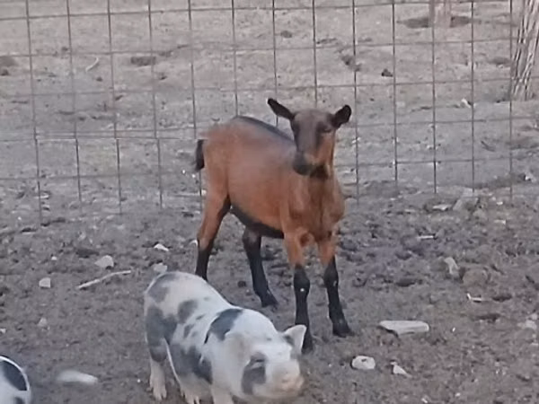 பெண் வெள்ளாடு, Alpine goat