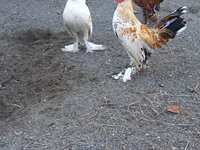 bantam japonais — photo 6