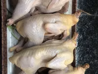 Quails — zdjęcie 1