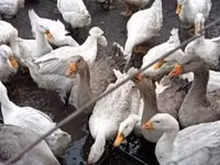 Geese — Foto 2