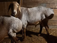 公羊, Rhon sheep — 照片 1