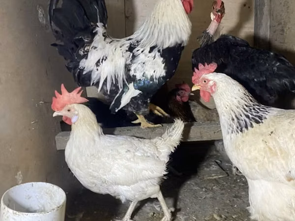 Chickens — Azerbaïdjan
