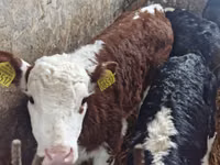 أبقار (دفعة، الجنس غير محدد), Simmental cattle — الصورة 2