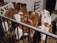Rinder (Partie, Geschlecht nicht angegeben), Simmental cattle — Foto 1