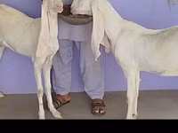 雌ヤギ, Gulabi goats — 写真 4