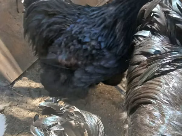オーストラロープ