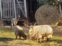 公羊, Baerchuke sheep — 照片 2