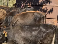 Vache, Bovins — photo 3