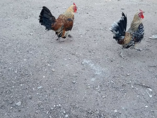 Chickens — Azerbaïdjan