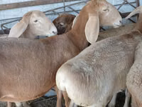 ஆண் ஆடு, Arashan sheep — புகைப்படம் 3