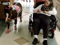 At, Miniature horse — foto 6