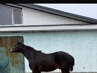 母马, Horses — 照片 5