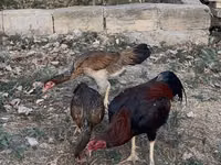 Chickens — foto 1