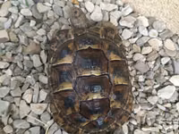 UMUMI QIYMETDIR!!! Araliq deniz Tisbagalari 🇦🇿 Azərbaycan dili: 🐢 4 — Foto 1